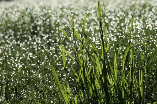 Reflections of light from drops of morning dew on the grass