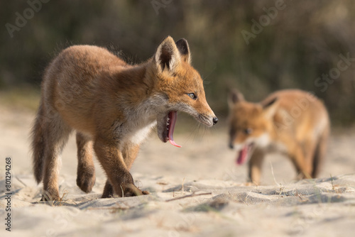 Playing red fox cubes