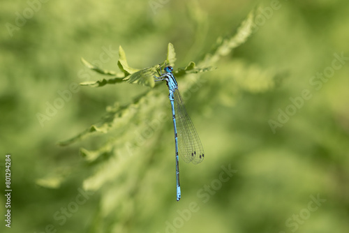 blue dragonfly on a green leaf