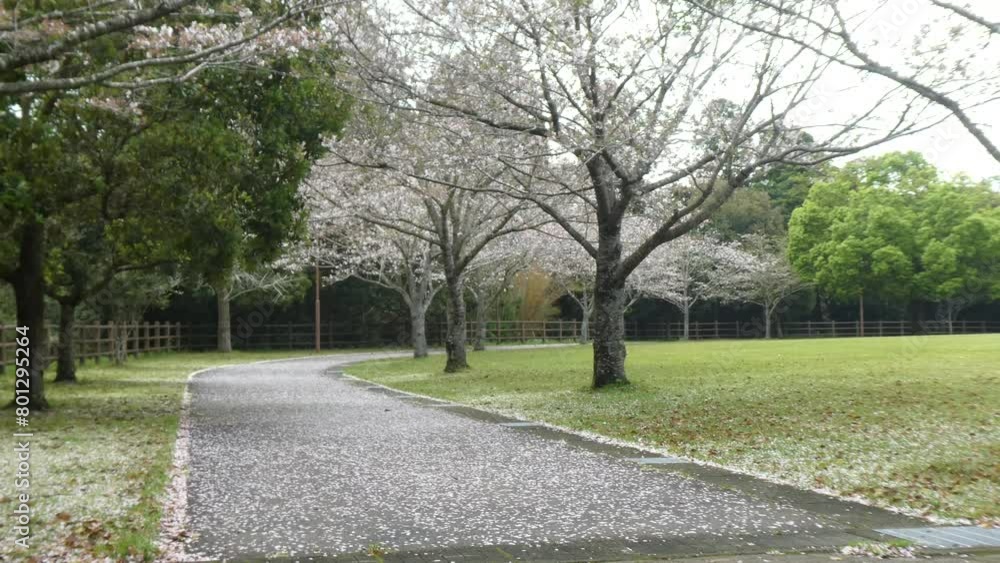 桜の花びらが舞う中揺れる木々 桜の花びらが舞う中揺れる木々