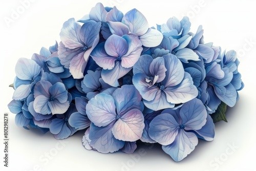 A Cluster of Hydrangeas: A lush cluster of hydrangeas in a vibrant blue hue, with tiny individual flowers creating a voluminous shape, all rendered in a realistic watercolor style on a white backgroun photo