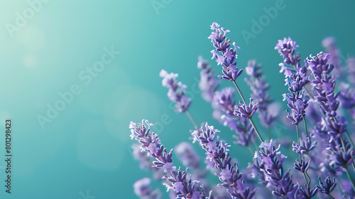 Aromatic lavender  cool teal background  holistic health magazine cover  tranquil natural light  full page display