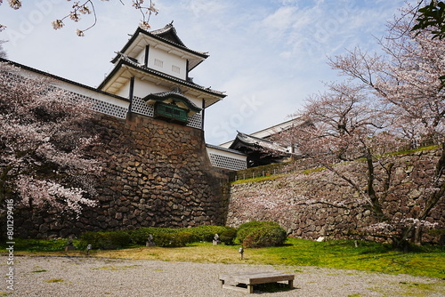 Kanazawa Castle Park with Cherry Blossom in Ishikawa, Japan - 日本 石川県 金沢城公園 金沢城 春の桜 photo