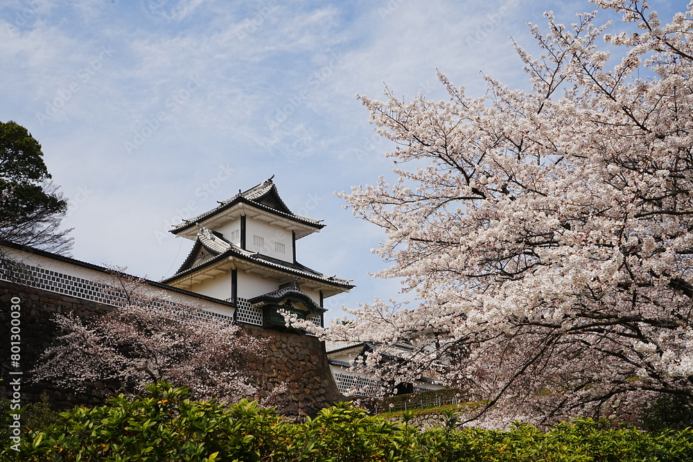 Kanazawa Castle Park with Cherry Blossom in Ishikawa, Japan - 日本 石川県 金沢城公園 金沢城 春の桜 Kanazawa Castle Park with Cherry Blossom in Ishikawa, Japan - 日本 石川県 金沢城公園 金沢城 春の桜