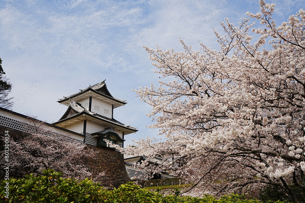 Kanazawa Castle Park with Cherry Blossom in Ishikawa, Japan - 日本 石川県 金沢城公園 金沢城 春の桜 Kanazawa Castle Park with Cherry Blossom in Ishikawa, Japan - 日本 石川県 金沢城公園 金沢城 春の桜