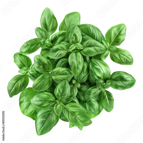 Fresh green herbs isolated on transparent background