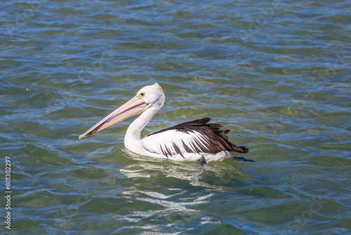 Close-Up of Pelican Swimming on Lake, The Entrance, Australia .