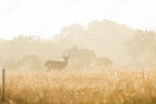 deer in the forest