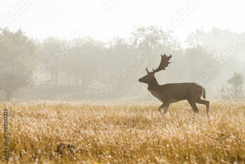 Deer in the forest