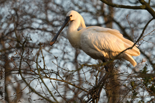 Spoonbill in a tree
