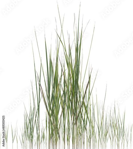 Side view of wild grass