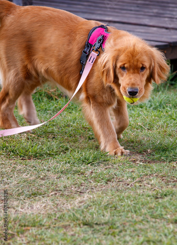 Obraz na płótnie dog in the park