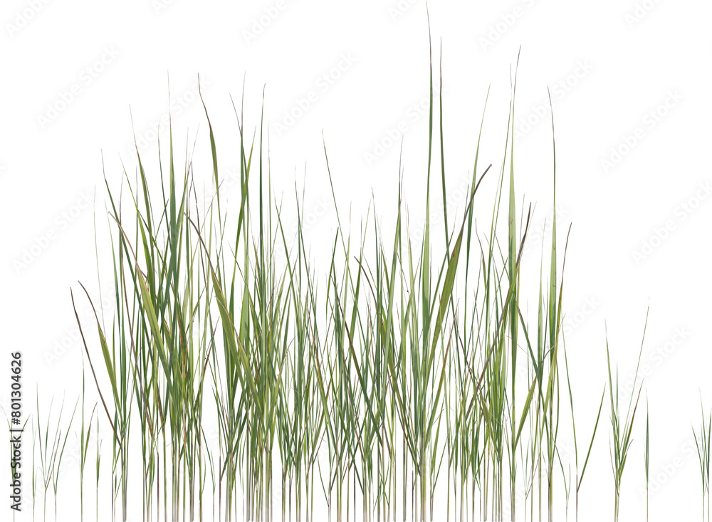 Side view of wild grass Side view of wild grass