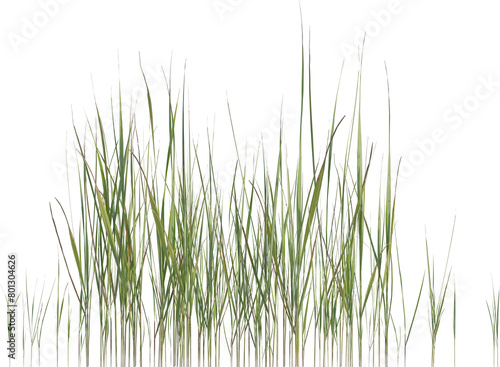 Side view of wild grass