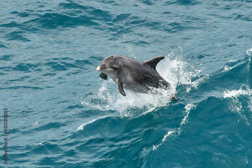Obraz premium Bottlenose dolphin jumping out of the ocean. 