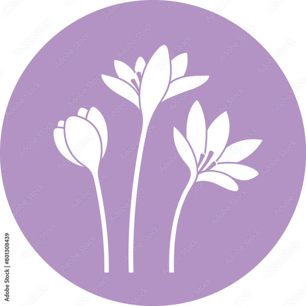 Saffron Flower. Isolated saffron on white background Saffron Flower. Isolated saffron on white background