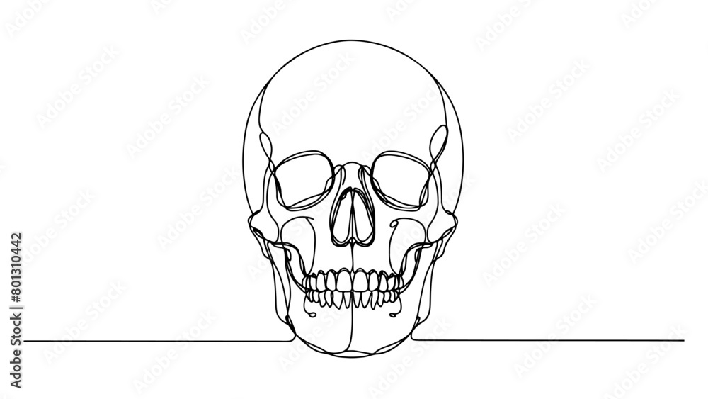 Fototapeta premium A continuous line drawing of a realistic human skull