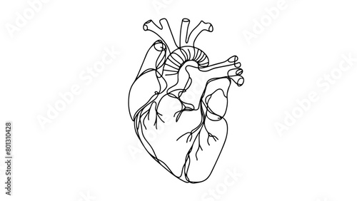 A single line drawing of a realistic human heart