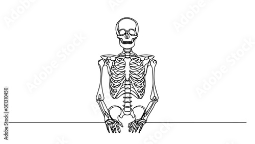 A single line drawing of a realistic human skeleton 
