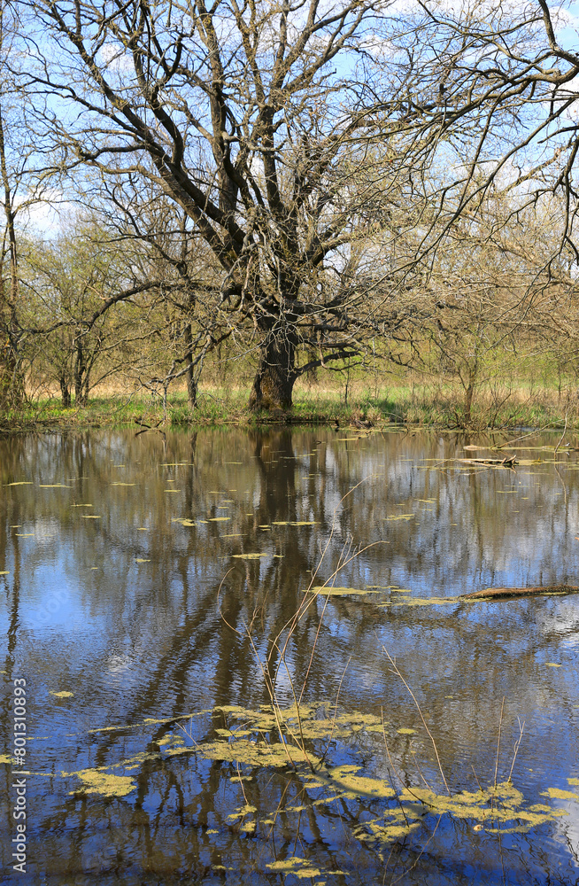 big oak tree on lake shore big oak tree on lake shore