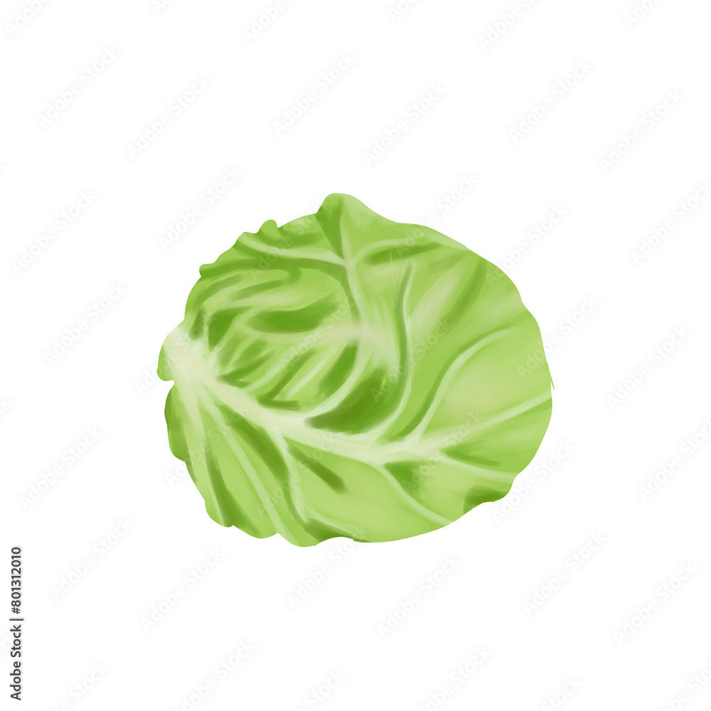 cabbage isolated on png transparant background cabbage isolated on png transparant background
