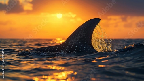 Close-up of a whale shark's dorsal fin breaking the surface of the water, creating a dramatic silhouette against the backdrop of the setting sun, a symbol of freedom and resilience. © Plaifah