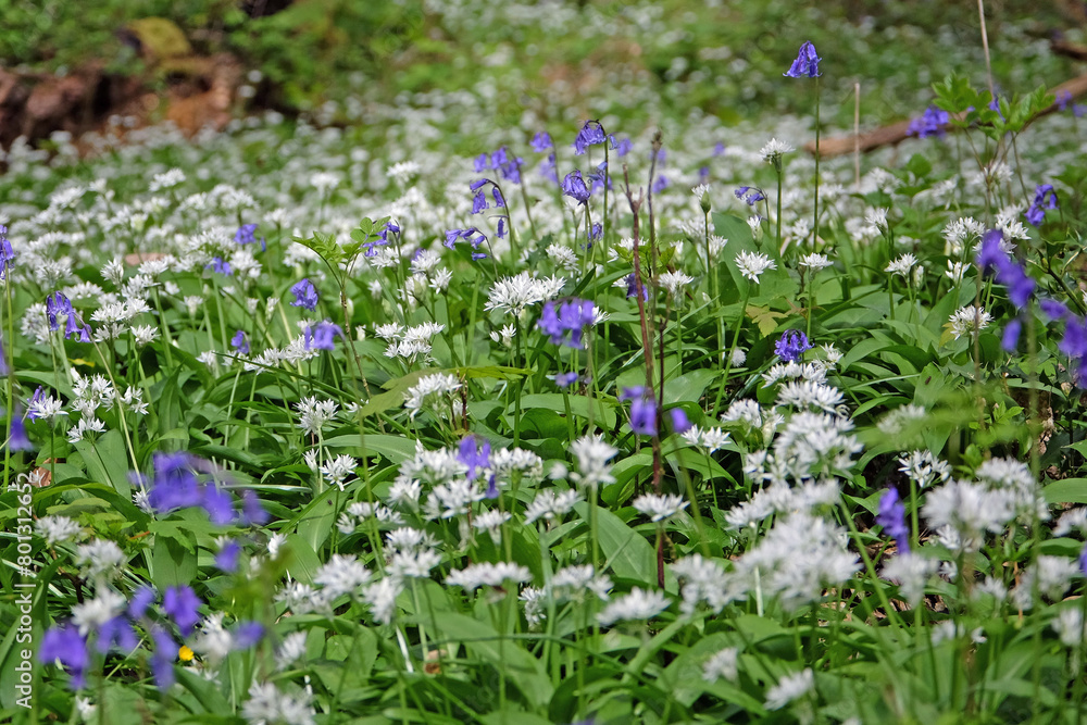 A carpet of bluebells and wild garlic on the woodland floor during the spring.