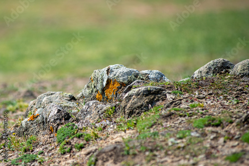 Pierre avec lichen