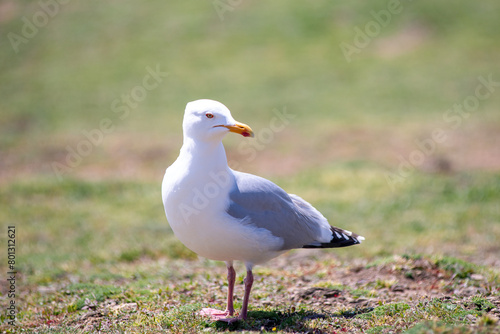 goéland argenté,