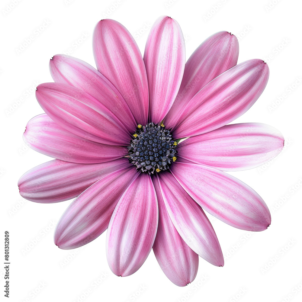Pink flower isolated on transparent background Pink flower isolated on transparent background