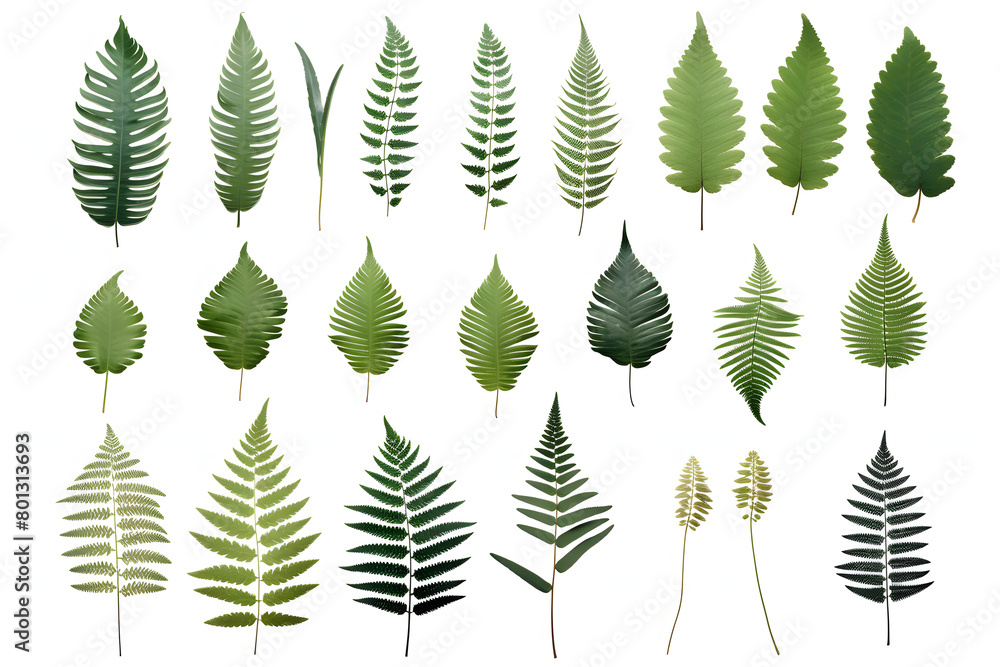 Set of succulent leaves from various species, featuring thick, fleshy parts adapted to store water, isolated on a white background   Generative Ai,