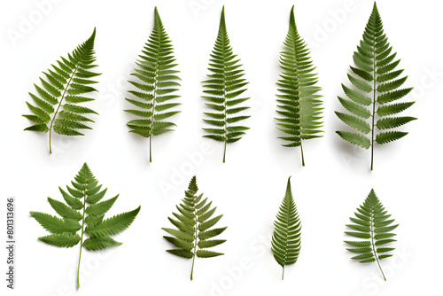 Set of succulent leaves from various species  featuring thick  fleshy parts adapted to store water  isolated on a white background   Generative Ai 
