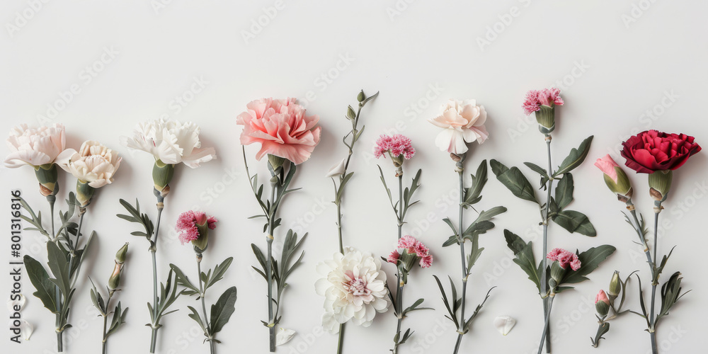Assorted Elegant Flowers Arranged in a Seamless Row on White Assorted Elegant Flowers Arranged in a Seamless Row on White