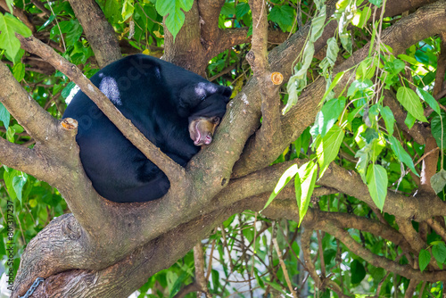 Malayan Sun Bear rolled-up sleeping in Treetop, Helarctos malayanus. photo