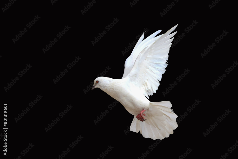 Fototapeta premium Beautiful of White dove isolated on a black background.