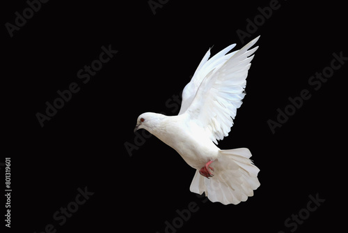 Beautiful of White dove isolated on a black background.