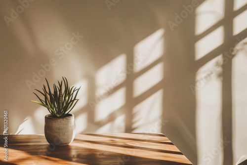 Potted Succulent on a Wooden Table Basking in Natural Sunligh photo