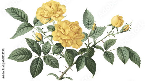 Ancient Persian Yellow Rose