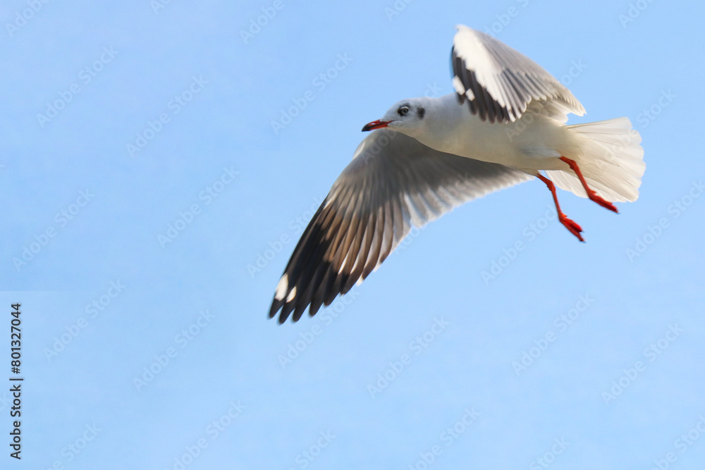 white stork in flight white stork in flight