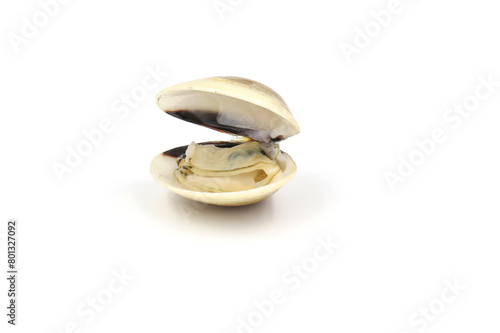 Closed up fresh baby clams, venus shell, shellfish, carpet clams, short necked clams, as raw food from the sea are the seafood ingredients. fresh clams isolated on white background.