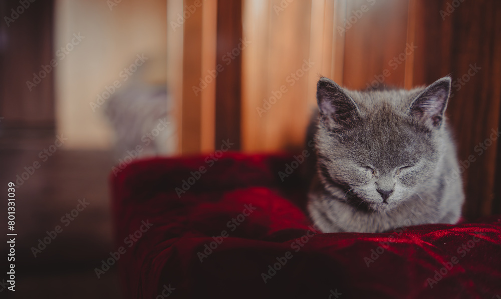 Gray Kitten Resting Peacefully on a Red Vintage Ottoman in Warm Sunlight