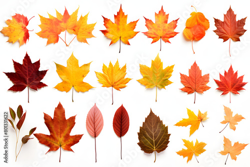Collection of colorful autumn leaves from different deciduous trees, including maples and oaks, vibrant reds, yellows, and orang Generative Ai,