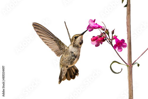 Black-chinned Hummingbird (Archilochus alexandri) High Resolution Photo, In Flight, Feeding on Parry's Penstemon (Penstemon parryi) Blooms Over a Transparent PNG Background photo