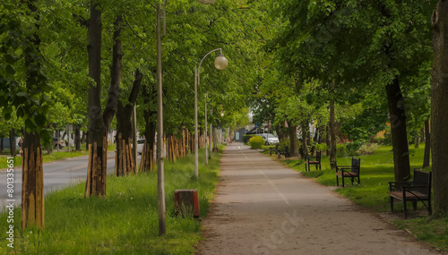 Chodnik w mieście wśród starych drzew w środku wiosny. Miasto skąpane wiosną w obfitości zielonych roślin.