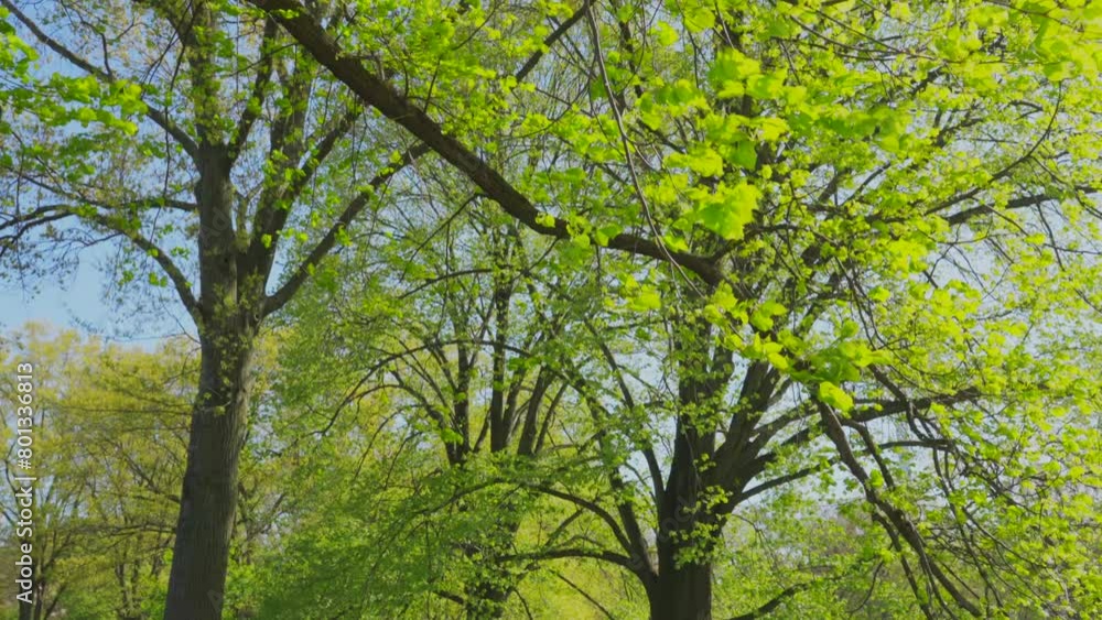 NEW YORK, NEW YORK, USA - APRIL 23 2024: Fresh green leave grow on trees at lawn in early spring season in Central Park in New York City.
NEW YORK, NEW YORK, USA - APRIL 23 2024: Fresh green leave grow on trees at lawn in early spring season in Central Park in New York City.