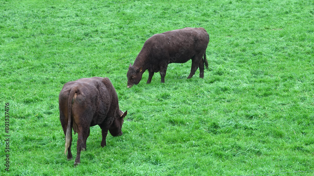 Fototapeta premium Vaches salers dans un pré