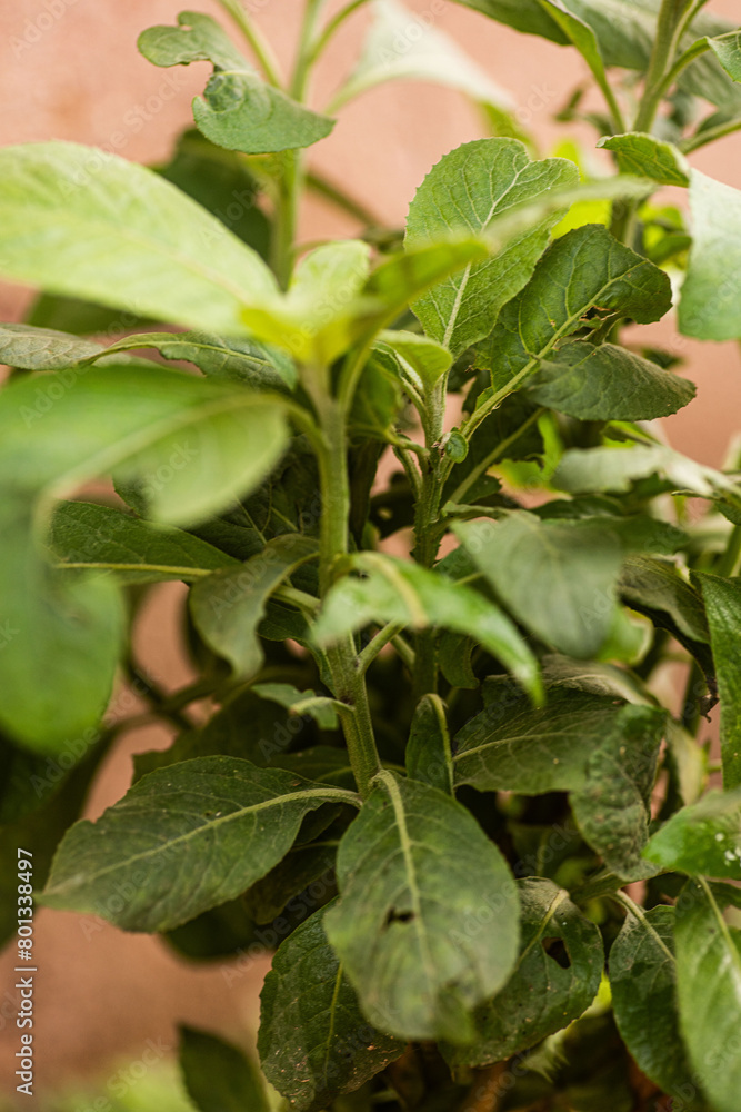 Close shot of a round shaped leaved plant Close shot of a round shaped leaved plant