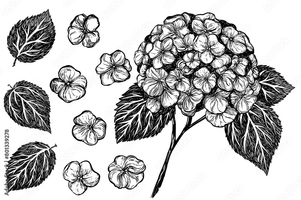 Adobe Illustrator Artwork