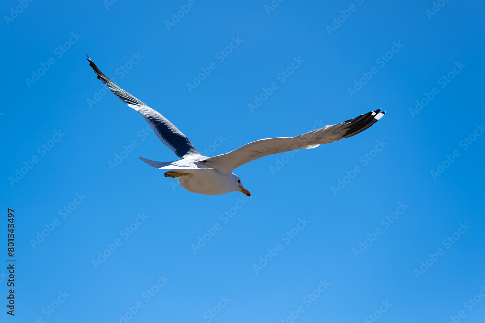 Flying seagull isolated against a blue sky on the Pacific coast in California (USA). The California gull (Larus californicus) is a medium-sized gull with black and white plumage, gliding in blue sky.