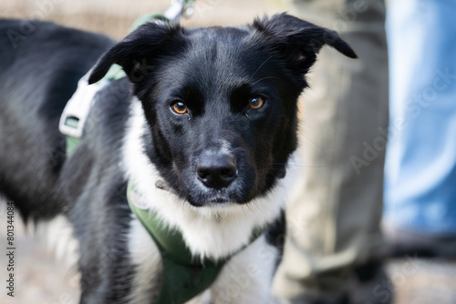 The McNab Dog, also called the McNab Shepherd or McNab Collie. Portrait of black and white McNab Shepherd. photo